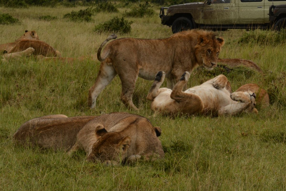 Lion pride resting in the Masai Mara on a Kenya safari