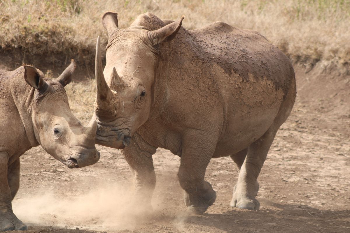 Rhino in Nairobi National Park near the city