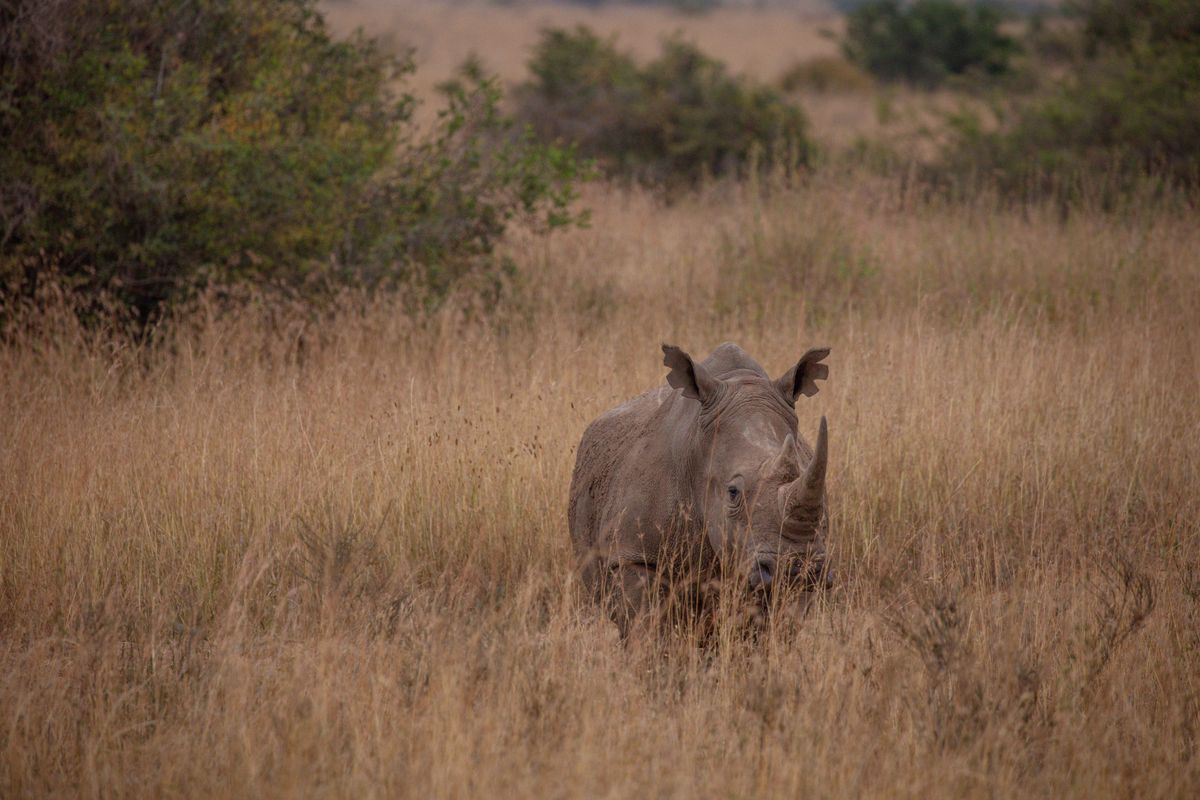 Rhino at Solio Game Reserve on a luxury Kenya safari