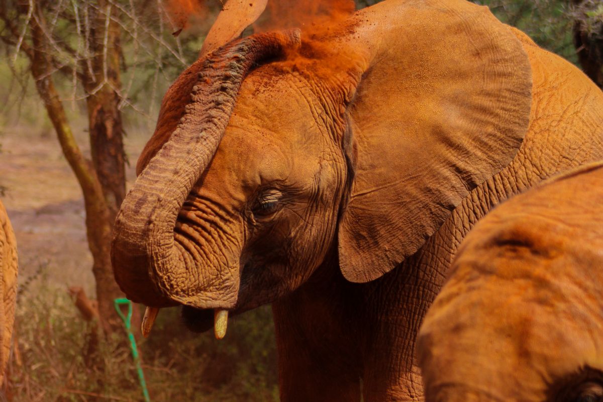 Tsavo's famous red elephants dust-bathing