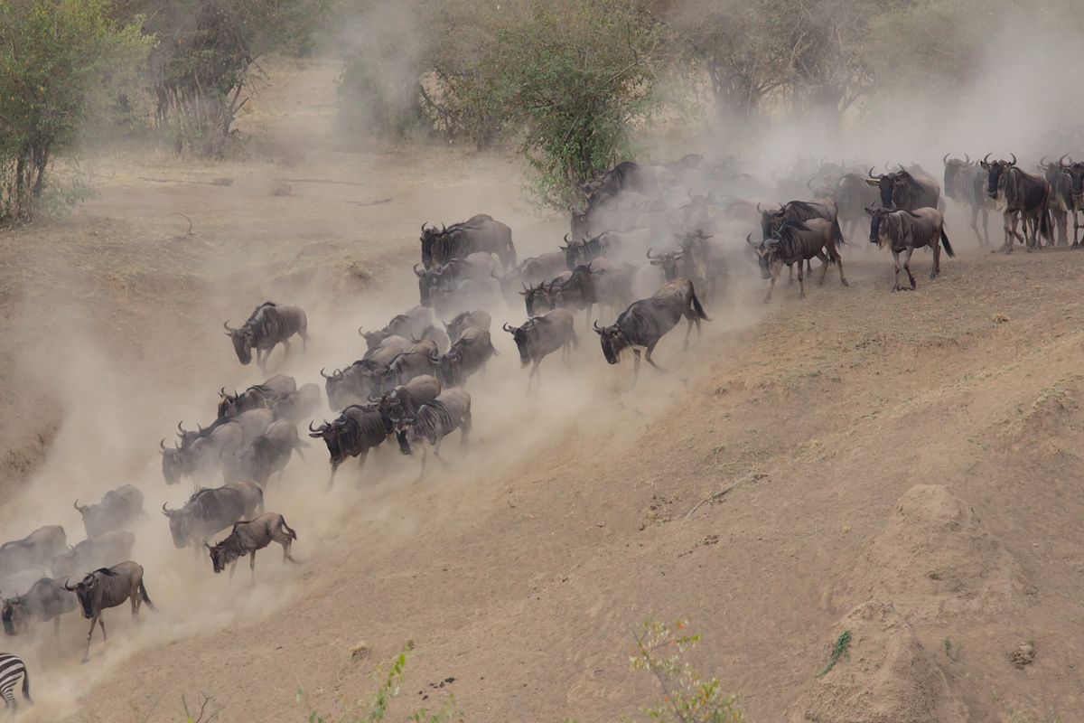 Endless wildebeest herd on the Masai Mara plains during the great migration